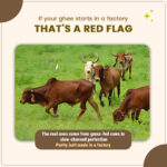 Cultured Cow Ghee – 460g - Image 3